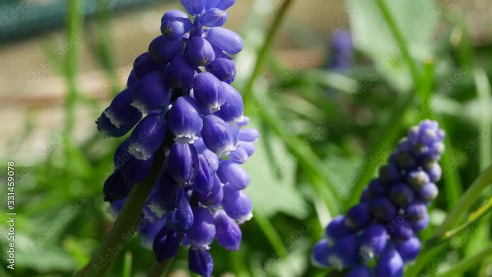 Muscari flowers blooming in april and may. Muscari armeniacum plant with blue flowers. Muscari flowers blooming in april and may. Muscari armeniacum plant with blue flowers.