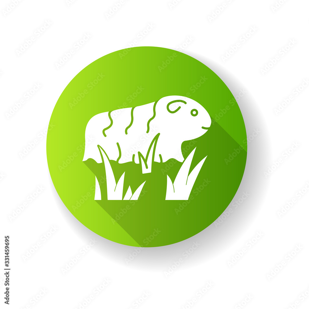 Guinea pig green flat design long shadow glyph icon. Shaggy rodent in grass. Pocket pet. Domestic cavy in fresh air. Cute little cavia. Local Peruvian wildlife. Silhouette RGB color illustration Guinea pig green flat design long shadow glyph icon. Shaggy rodent in grass. Pocket pet. Domestic cavy in fresh air. Cute little cavia. Local Peruvian wildlife. Silhouette RGB color illustration
