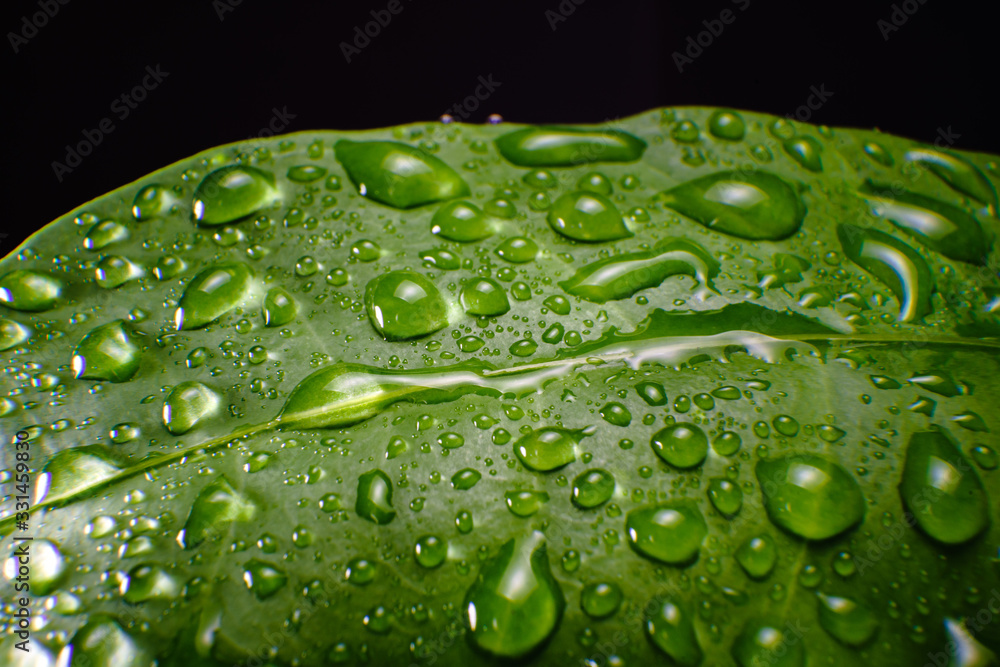 closeup of water drop on leaf with high magnification lens