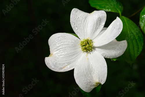 Dogwood Flower with Raindrops