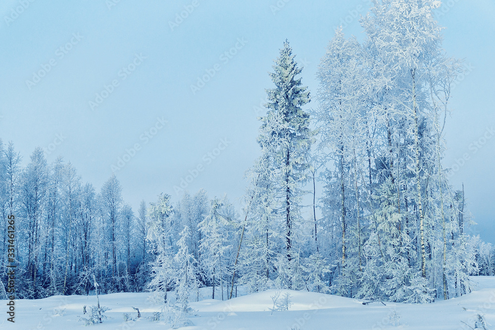 Snowy trees of countryside in winter Rovaniemi Snowy trees of countryside in winter Rovaniemi