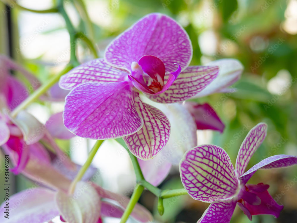 Obraz premium Orchid flowers on a background of green leaves.
