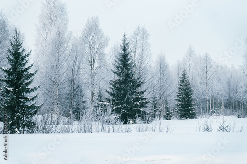 Snowy forest at countryside winter Rovaniemi Lapland