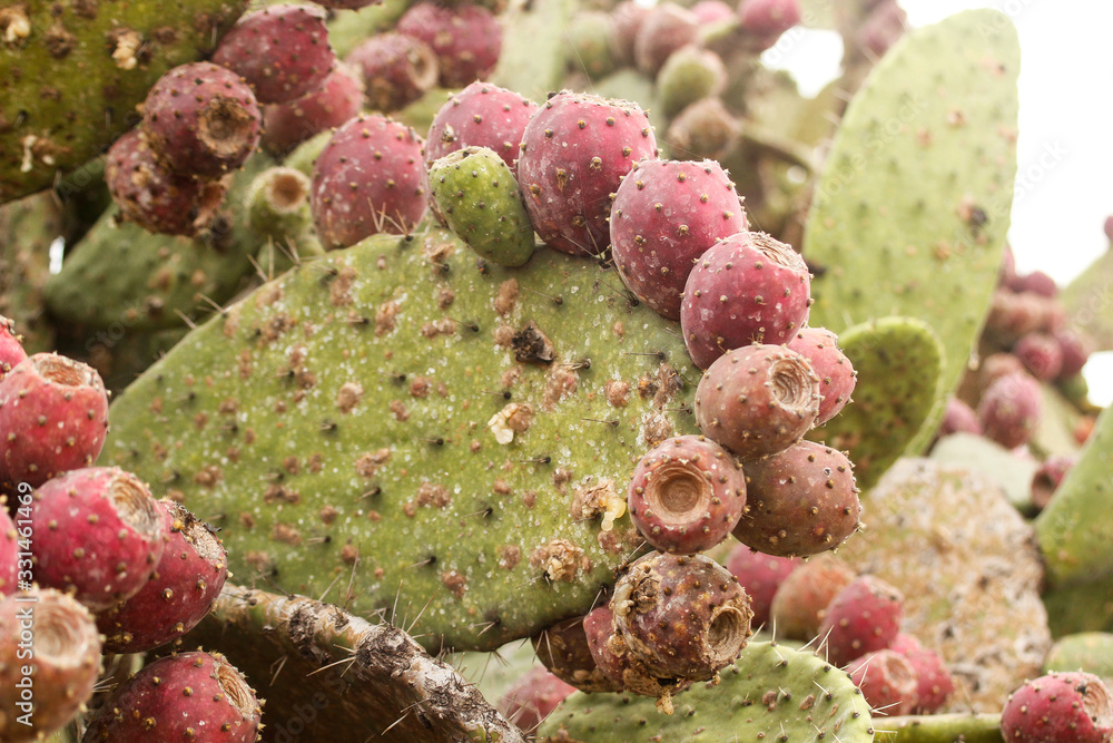 cactus nopal tuna cactus nopal tuna