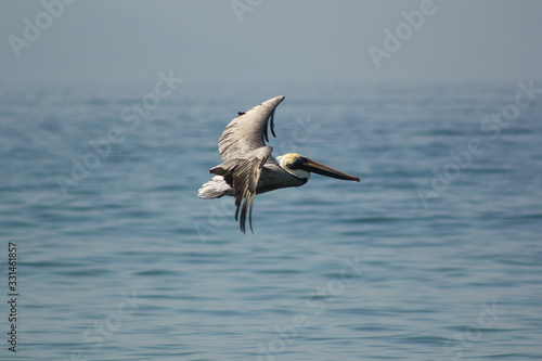 Pelicano © alce