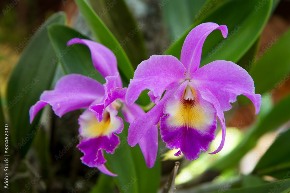 Cattleya gaskelliana is a labiate Cattleya species of orchid. Guarianthe is  a colorful purple flowers. Costa Rican national flower. Guaria morada foto  de Stock | Adobe Stock