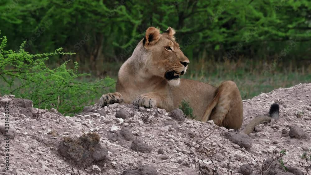 A Lion Resting On The Pile Of Sand And Rocks In Nxai Pan In Botswana - Closeup Shot A Lion Resting On The Pile Of Sand And Rocks In Nxai Pan In Botswana - Closeup Shot