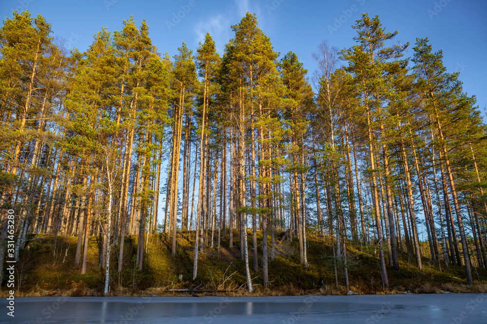Landscape with a frozen lake with pine trees Landscape with a frozen lake with pine trees