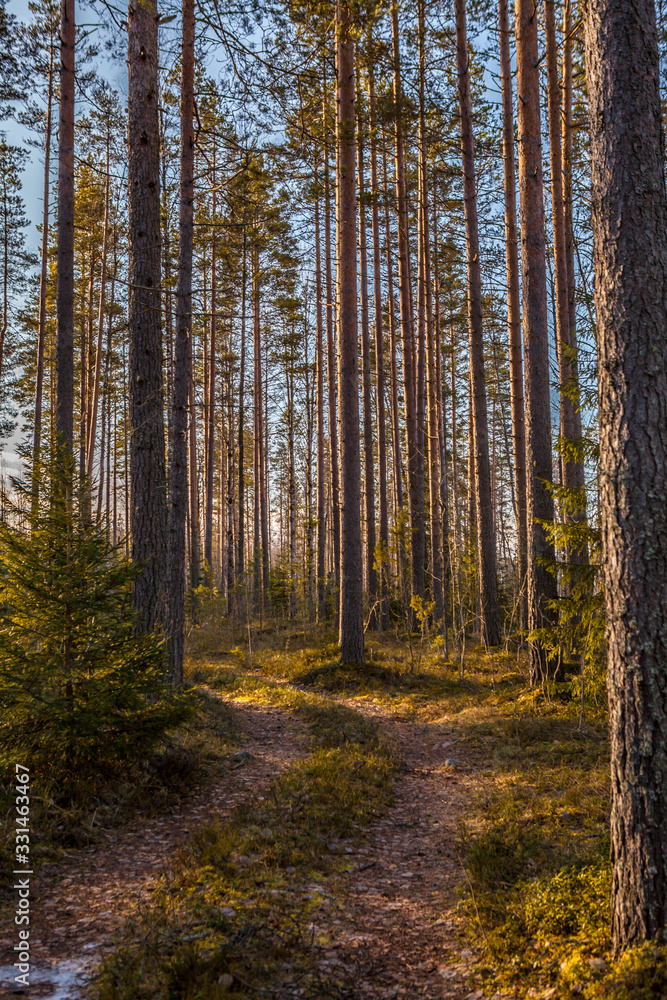 road in the forest. Beautiful road through the forest