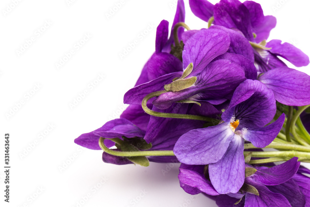 Naklejka premium Viola Odorata flowers isolated on white background in close- up. Place for text. Top view with copy space