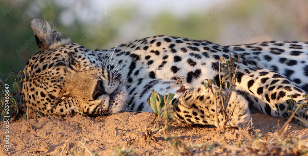 Close up of sleeping leopard, Sabi Sands game reserve South Africa Close up of sleeping leopard, Sabi Sands game reserve South Africa