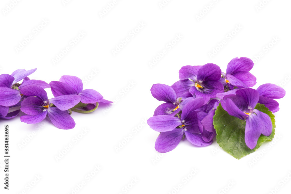 Viola Odorata flowers isolated on white background in close- up. Place for text. Top view with copy space Viola Odorata flowers isolated on white background in close- up. Place for text. Top view with copy space