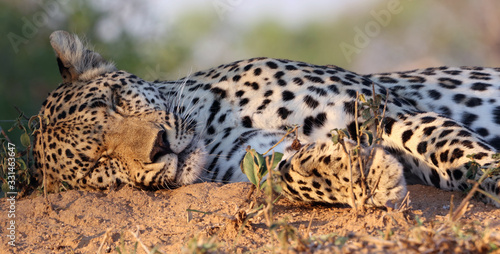 Close up of sleeping leopard, Sabi Sands game reserve South Africa