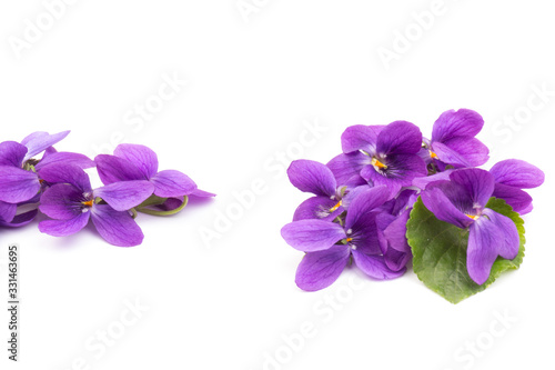 Viola Odorata flowers isolated on white background in close- up.  Place for text. Top view with copy space