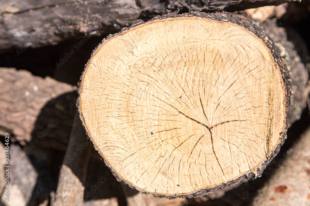 close up cutting wood log at forest close up cutting wood log at forest