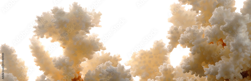 Dry white corals on white background. Panorama.