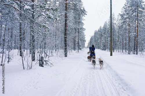 Husky sledge in Lapland forest Finland
