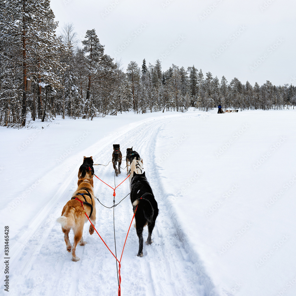 Husky sledge Lapland in Finland