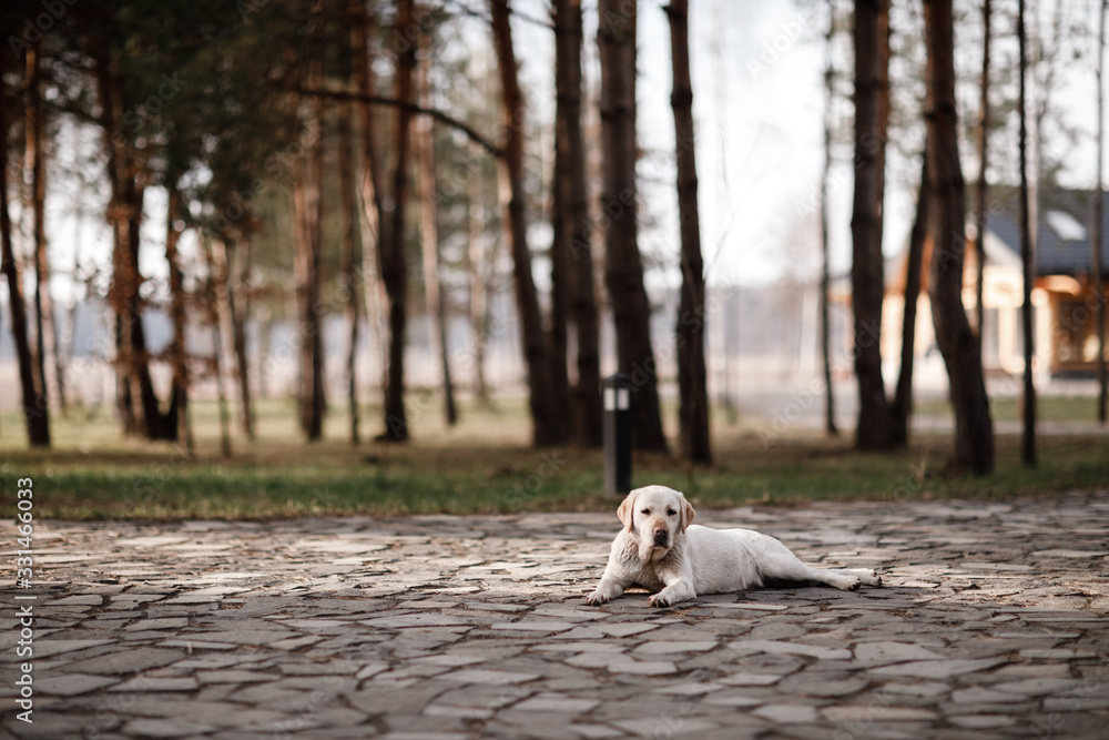 Lonely Labrador Retriever relaxing outdoors in the park. selective focus Lonely Labrador Retriever relaxing outdoors in the park. selective focus