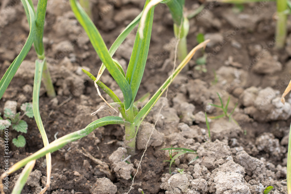 Fresh young green onions, garlic in a greenhouse. Home Organic Vegetable Production Concept. Fresh salad ingredients. Agriculture Fresh young green onions, garlic in a greenhouse. Home Organic Vegetable Production Concept. Fresh salad ingredients. Agriculture