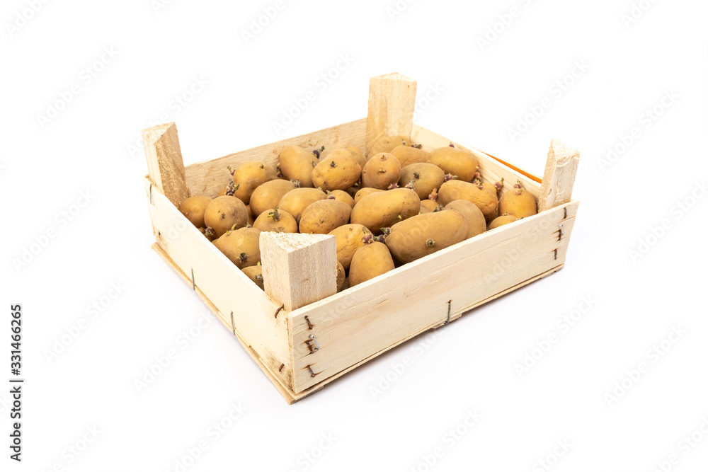crate of sprouted potato plant ready for planting crate of sprouted potato plant ready for planting