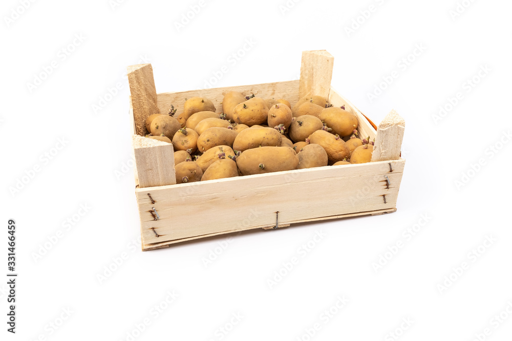 crate of sprouted potato plant ready for planting crate of sprouted potato plant ready for planting