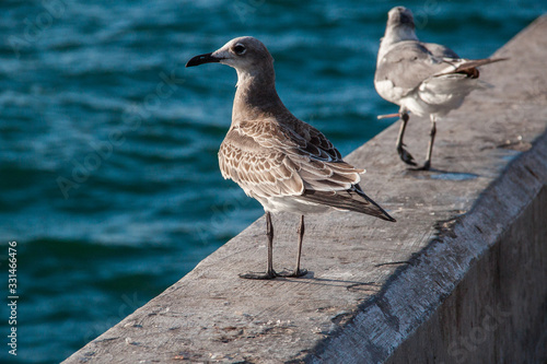 gaviota