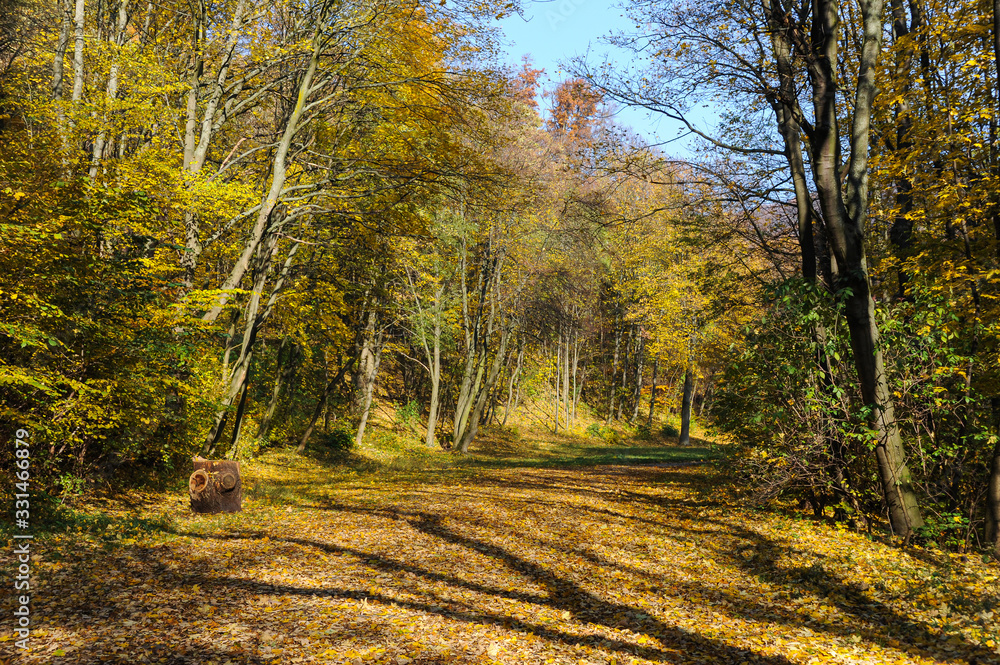Deciduous forest near Vienna, Austria in autumn