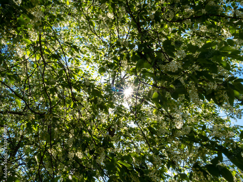 sun rays through a tree with white flowers in the spring sun rays through a tree with white flowers in the spring