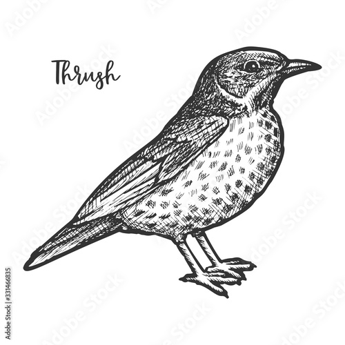 Hand drawn thrush or turdidae animal sketch.