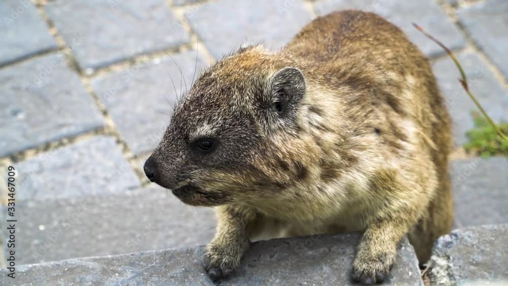 Dassie Alias Rock Hyrax Eating Plants on Street and Runs Away, Africa Dassie Alias Rock Hyrax Eating Plants on Street and Runs Away, Africa