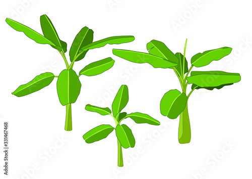 colour banana tree on white background illustration vector
