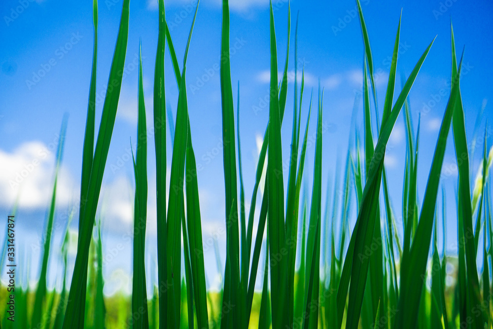 Rice plantations are growing Rice plantations are growing