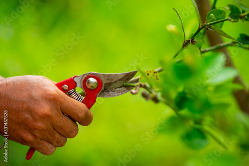 Cutting branches