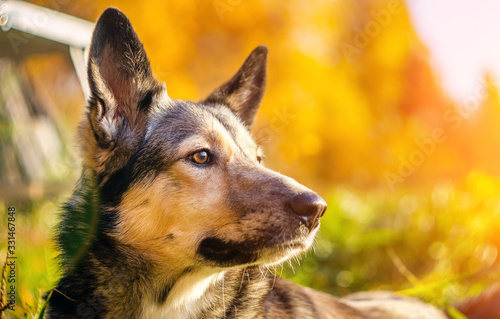 Fototapeta Naklejka Na Ścianę i Meble -  portrait of a dog on a natural autumn background selective focus