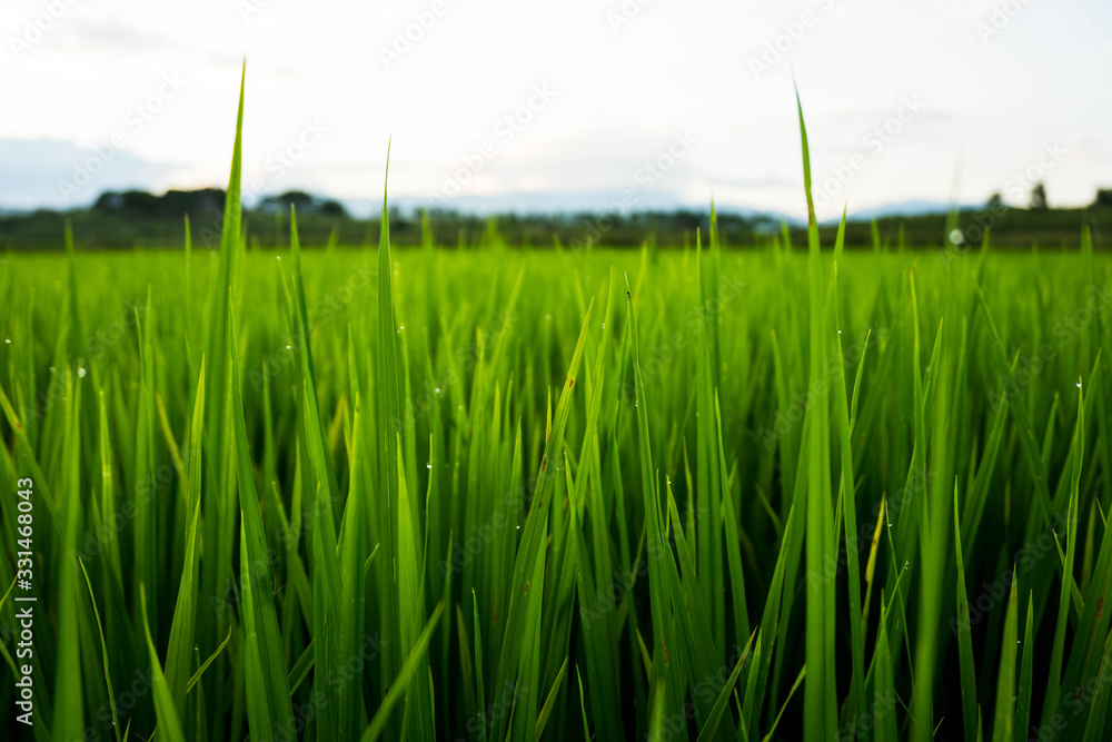 Obraz premium Fields are lush with the sky