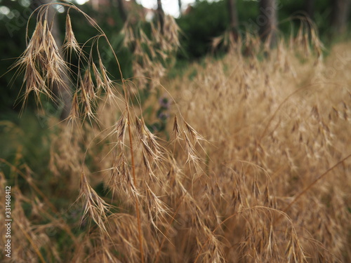 Bromus tectorum – cheatgrass or drooping brome, invasive annual grass with nodding seed heads, commonly found in dry grasslands, disturbed soils, and roadsides across temperate regions