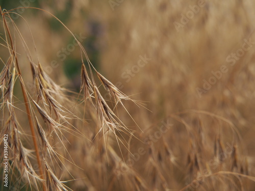 Bromus tectorum – cheatgrass or drooping brome, invasive annual grass with nodding seed heads, commonly found in dry grasslands, disturbed soils, and roadsides across temperate regions