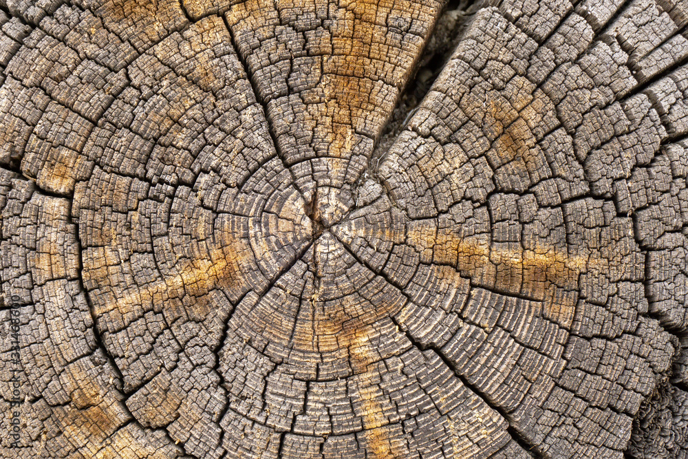 Wooden detailed texture of cut tree trunk or stump, closeup. Rough organic tree rings. Tree trunk cross-section