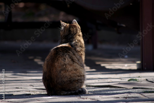 サビトラ猫の後ろ姿