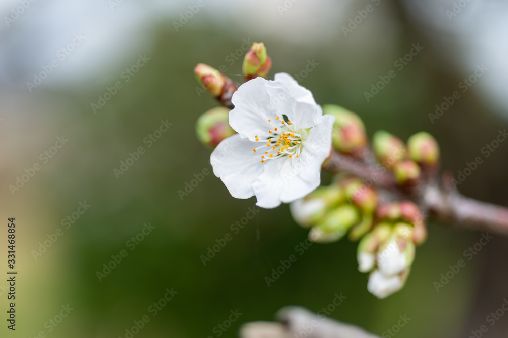 Detail of different flowers of fruit trees Detail of different flowers of fruit trees