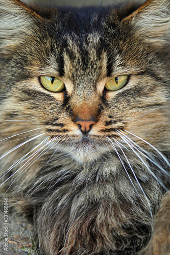 Portrait of grey wild cat