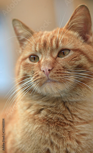 Portrait of wild red cat