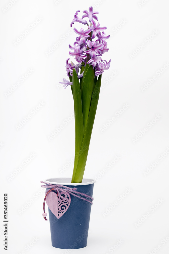 hyacinth in blue pepper cup with decoration on white background isolated