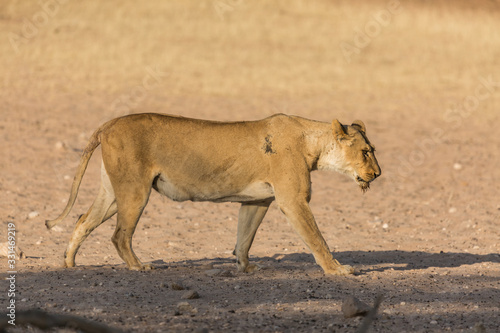 Lions in Kgalagadi Transfrontier Park