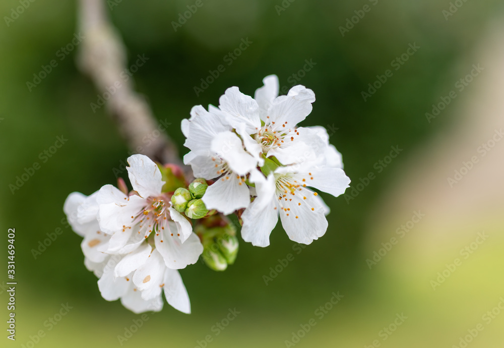 Detail of different flowers of fruit trees Detail of different flowers of fruit trees