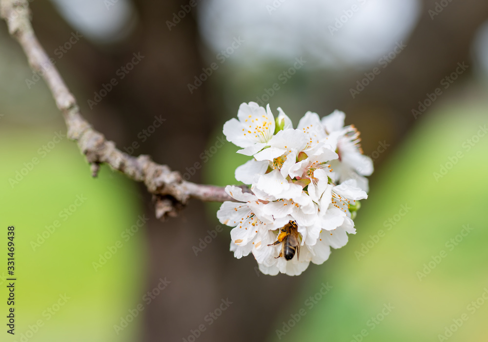 Detail of different flowers of fruit trees