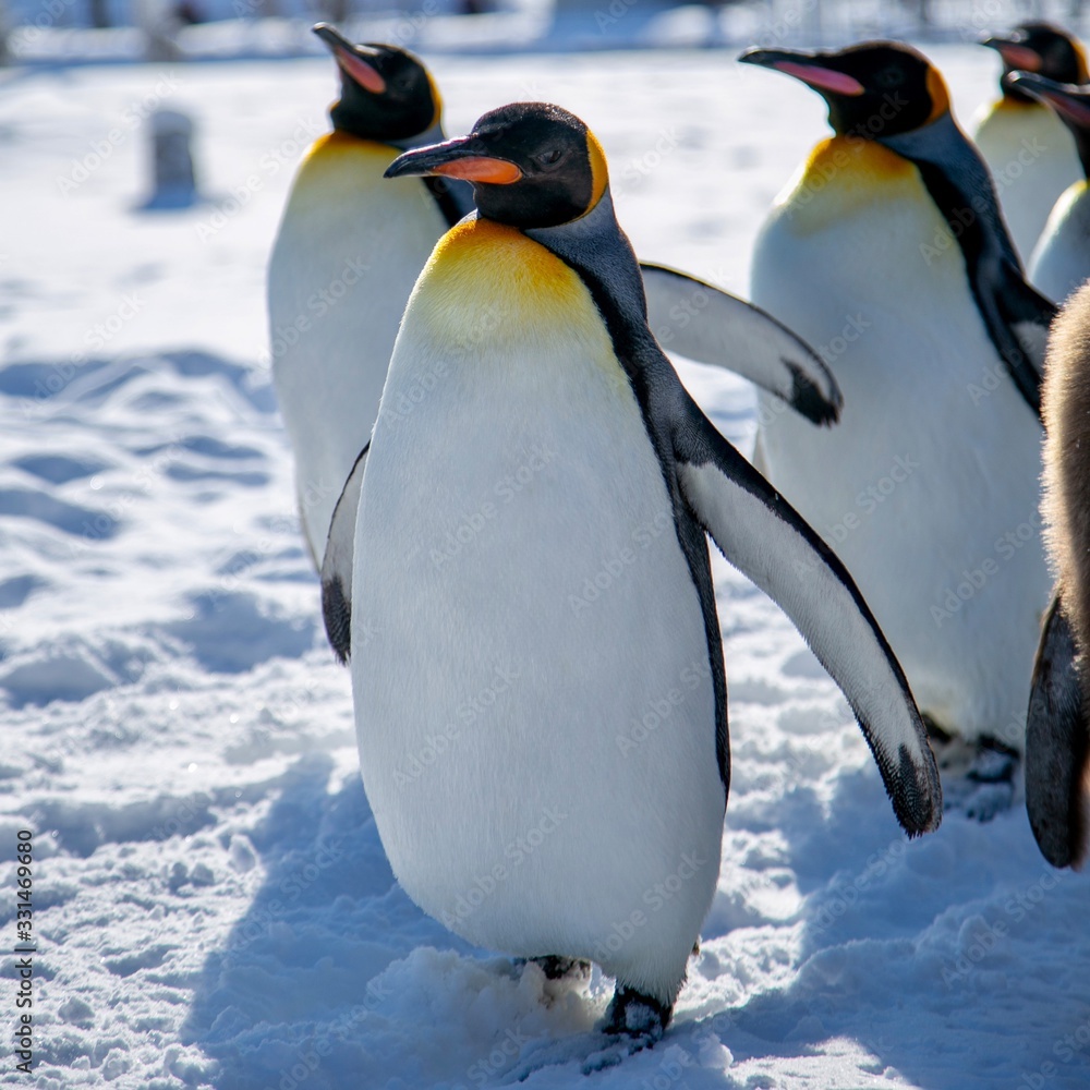 Fototapeta premium 散歩するコウテイペンギン