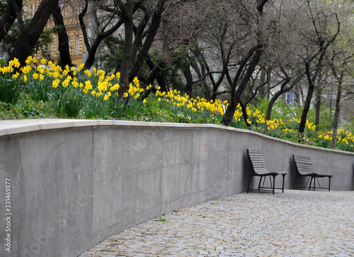 bench at a retaining wall in a park of black bushes early spring blooming Narcissus pseudonarcissus on a high flowerbed path of granite cubes