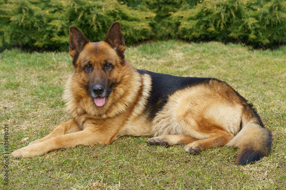Adult German Shepard lay down on the grass 